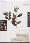 Foto von Salix cinerea L.